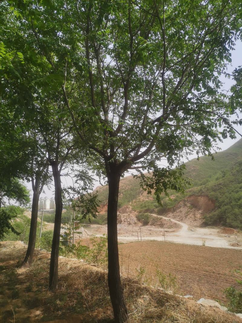栾树