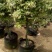 棒棒糖飞车茉莉造型优美十里香花爆满原土打木架发
