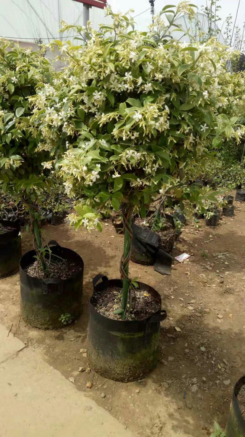 棒棒糖飞车茉莉造型优美十里香花爆满原土打木架发