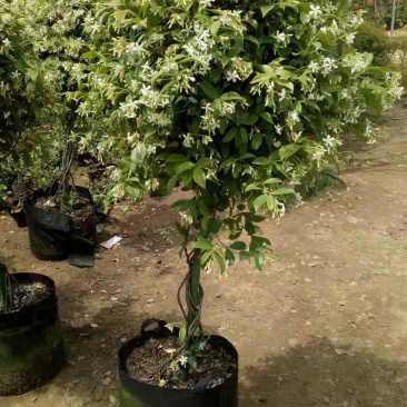 棒棒糖飞车茉莉造型优美十里香花爆满原土打木架发