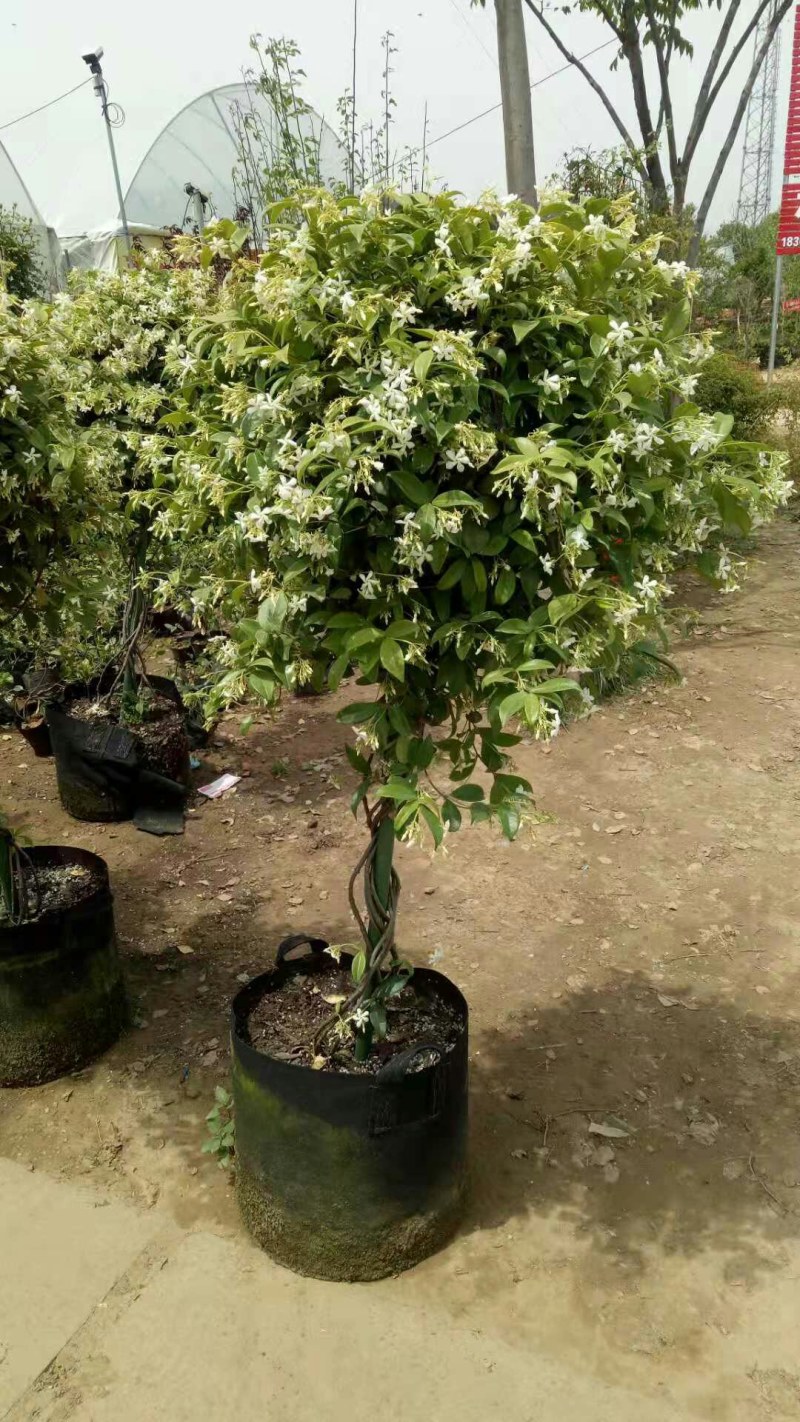 棒棒糖飞车茉莉造型优美十里香花爆满原土打木架发