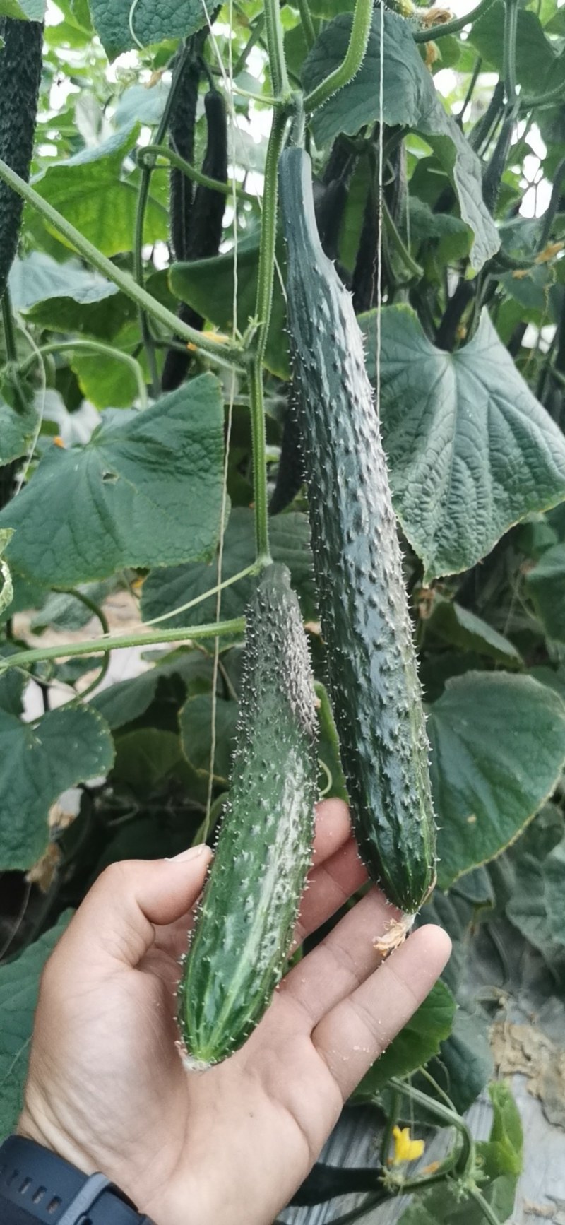 密刺黄瓜，河南安阳黄瓜，对接批发，货源充足，量大从优