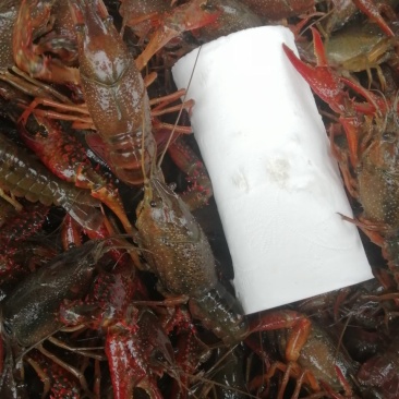 龙虾青虾