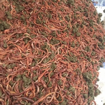 蚯蚓种苗，有需要的欢迎采购。教技术，管回收，欢迎实地考察
