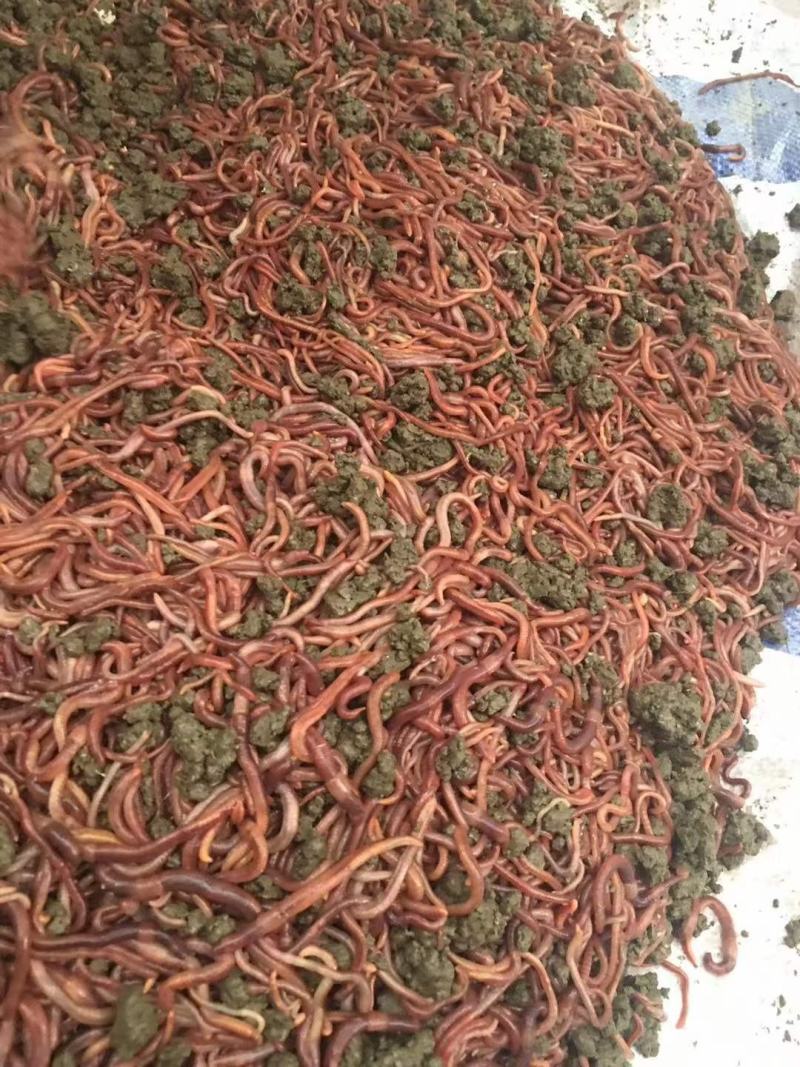 蚯蚓种苗，有需要的欢迎采购。教技术，管回收，欢迎实地考察