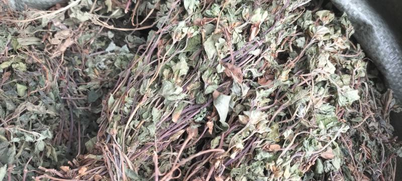 野生金钱草大叶小叶金钱草自然晒干