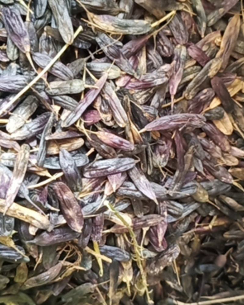 纯新板蓝根种籽供应，出苗率80%以上，有需要了解的吗