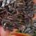 纯新板蓝根种籽供应，出苗率80%以上，有需要了解的吗