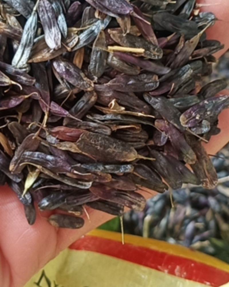纯新板蓝根种籽供应，出苗率80%以上，有需要了解的吗
