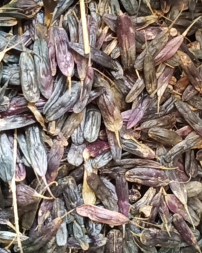 纯新板蓝根种籽供应，出苗率80%以上，有需要了解的吗