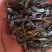 纯新板蓝根种籽供应，出苗率80%以上，有需要了解的吗