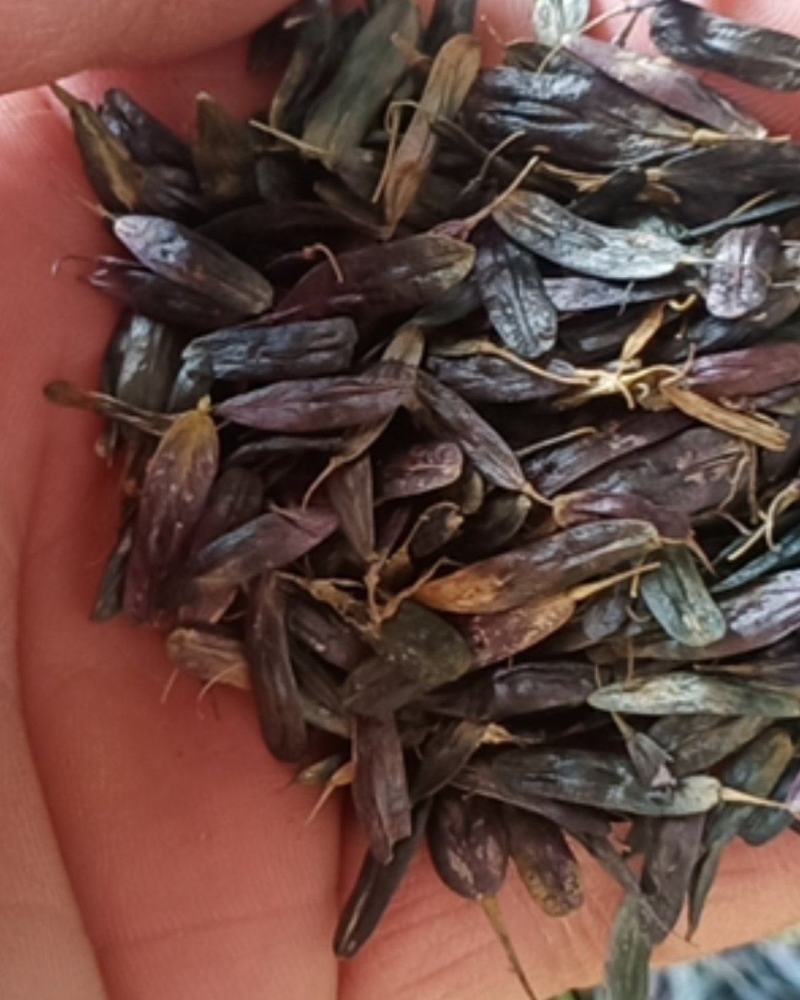 纯新板蓝根种籽供应，出苗率80%以上，有需要了解的吗