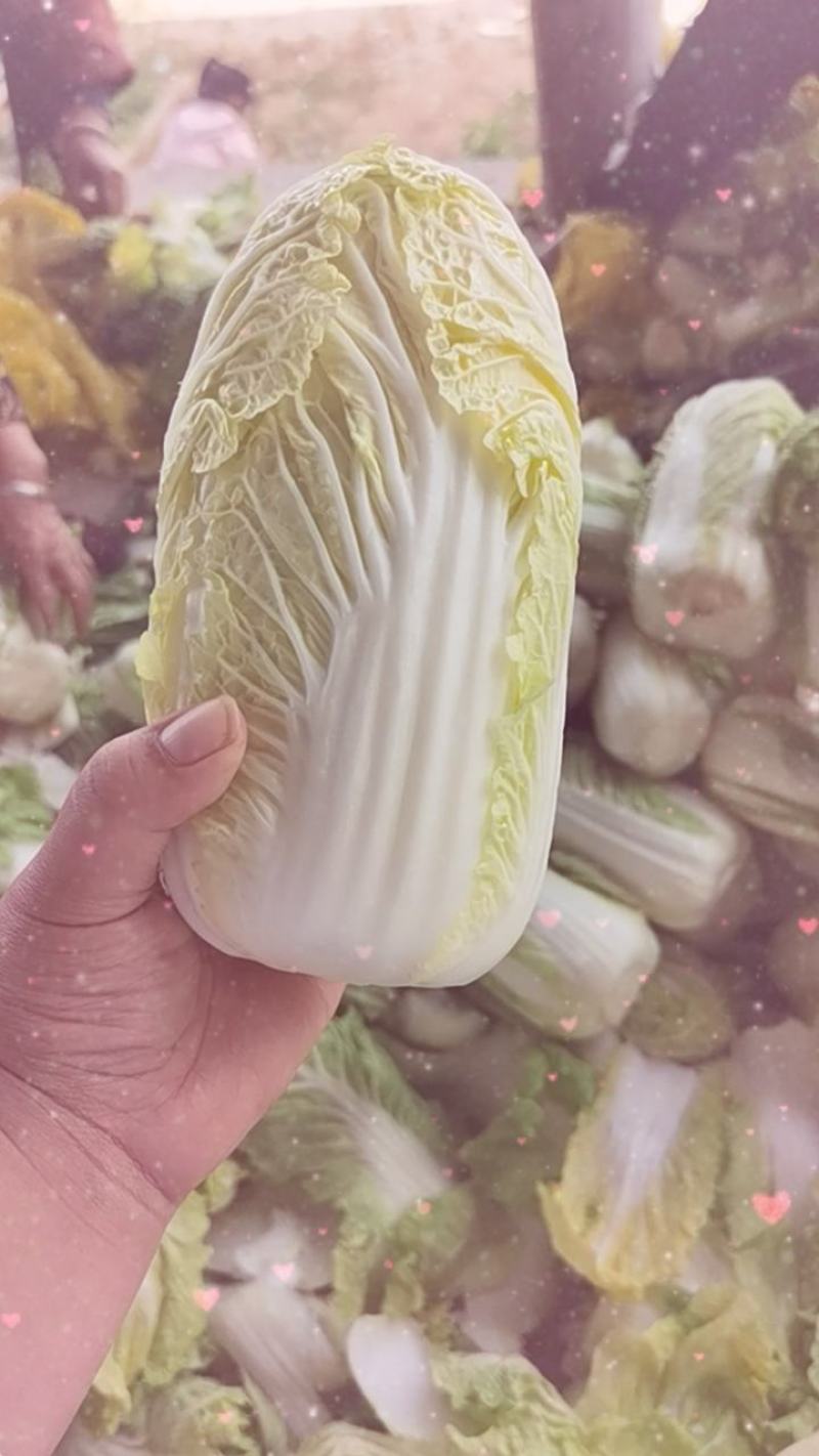 娃娃菜