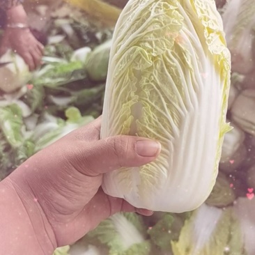娃娃菜