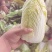 娃娃菜