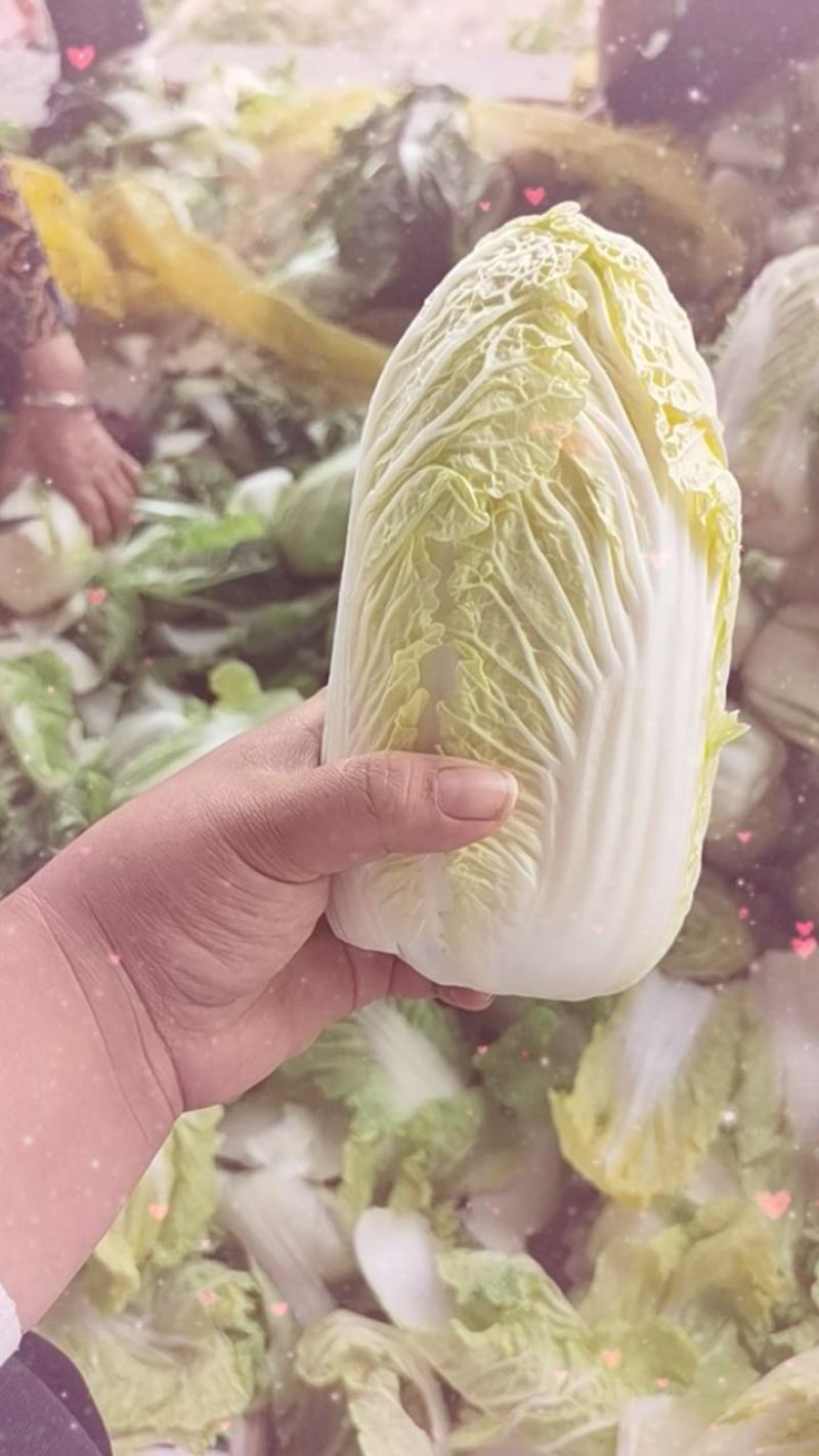 娃娃菜