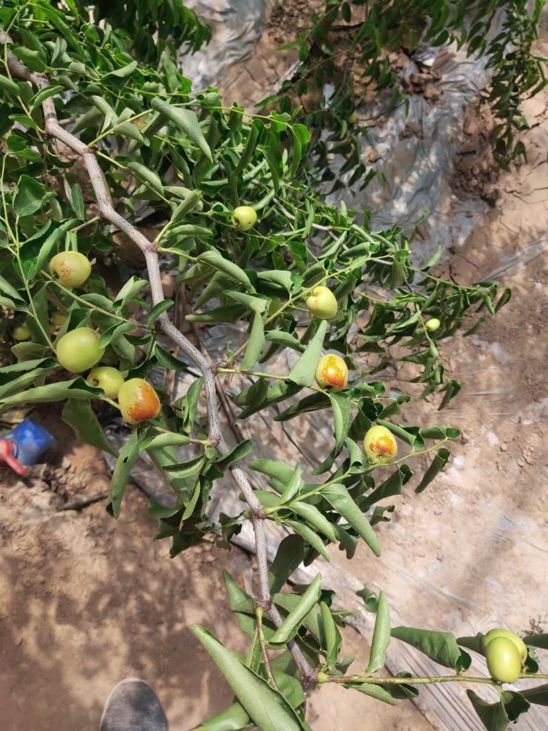 陕西大荔范家冬枣温室大棚冬枣产地货源充足货架期时至11月