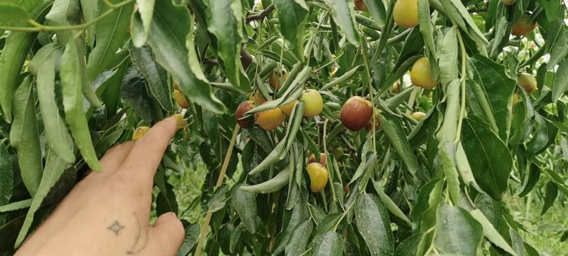 陕西大荔范家冬枣温室大棚冬枣产地货源充足货架期时至11月