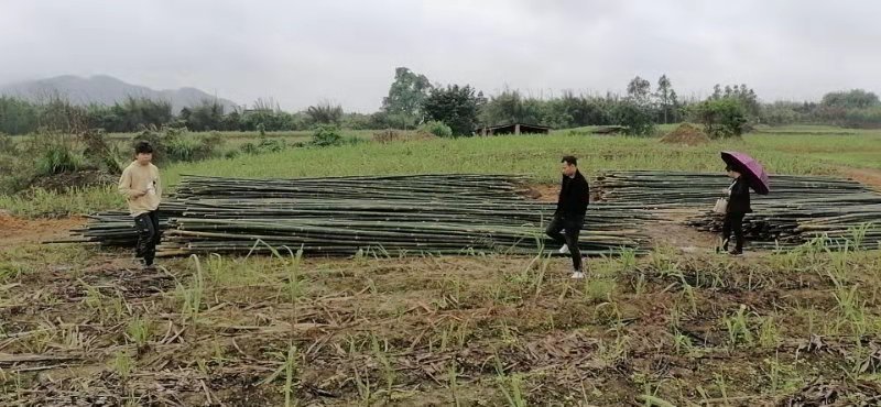建筑材料搭架子竹子条竹