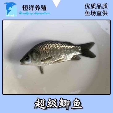 淡水俄罗斯超级鲫鱼苗良种鲫鱼苗抗病强长势快活泼