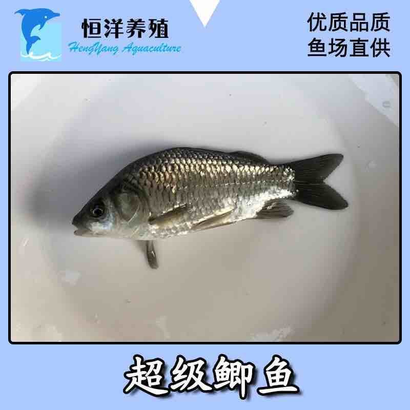 淡水俄罗斯超级鲫鱼苗良种鲫鱼苗抗病强长势快活泼