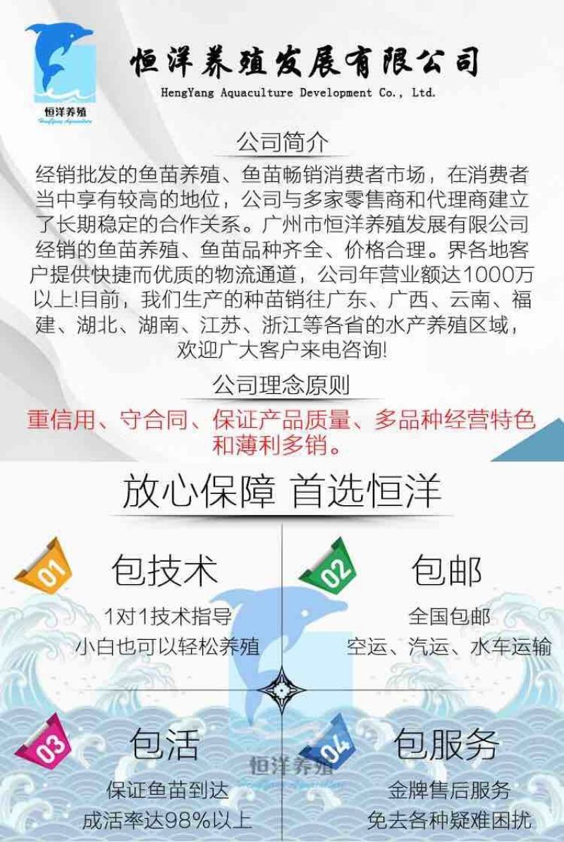 淡水俄罗斯超级鲫鱼苗良种鲫鱼苗抗病强长势快活泼