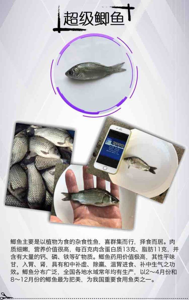 淡水俄罗斯超级鲫鱼苗良种鲫鱼苗抗病强长势快活泼