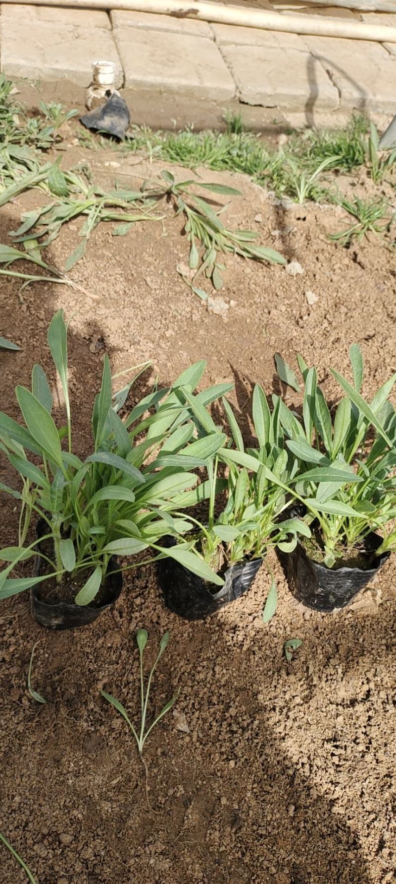 金鸡菊苗圃直发，价格低质量好，欢迎需要的老板询价