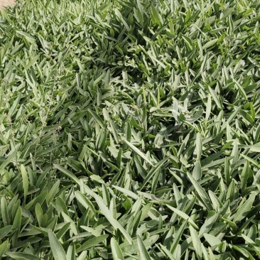 金鸡菊苗圃直发，价格低质量好，欢迎需要的老板询价