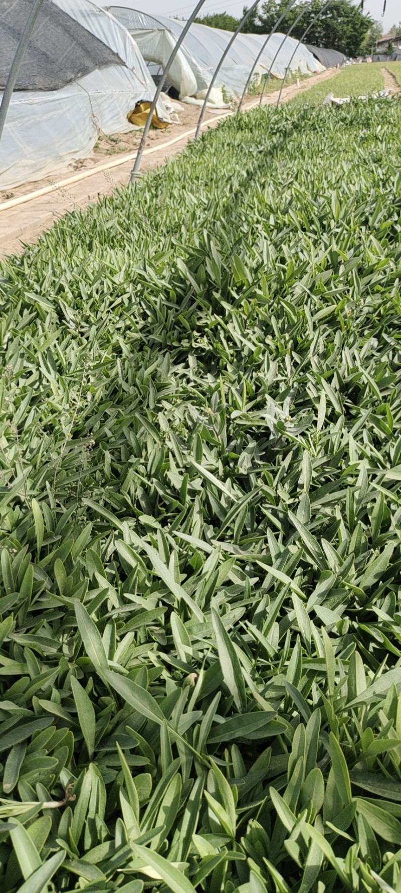 金鸡菊苗圃直发，价格低质量好，欢迎需要的老板询价