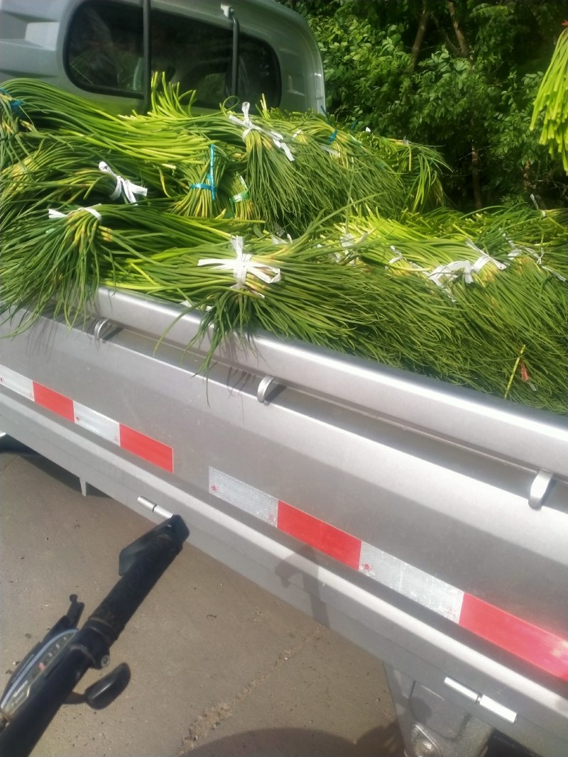 大量蒜苔上市中，一手货源，大量供应，有要的朋友赶紧联系