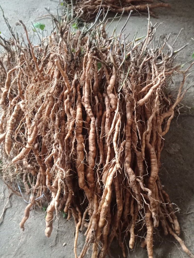 防己苗粉防己子育苗，江西粉防己品种，优质大苗小苗