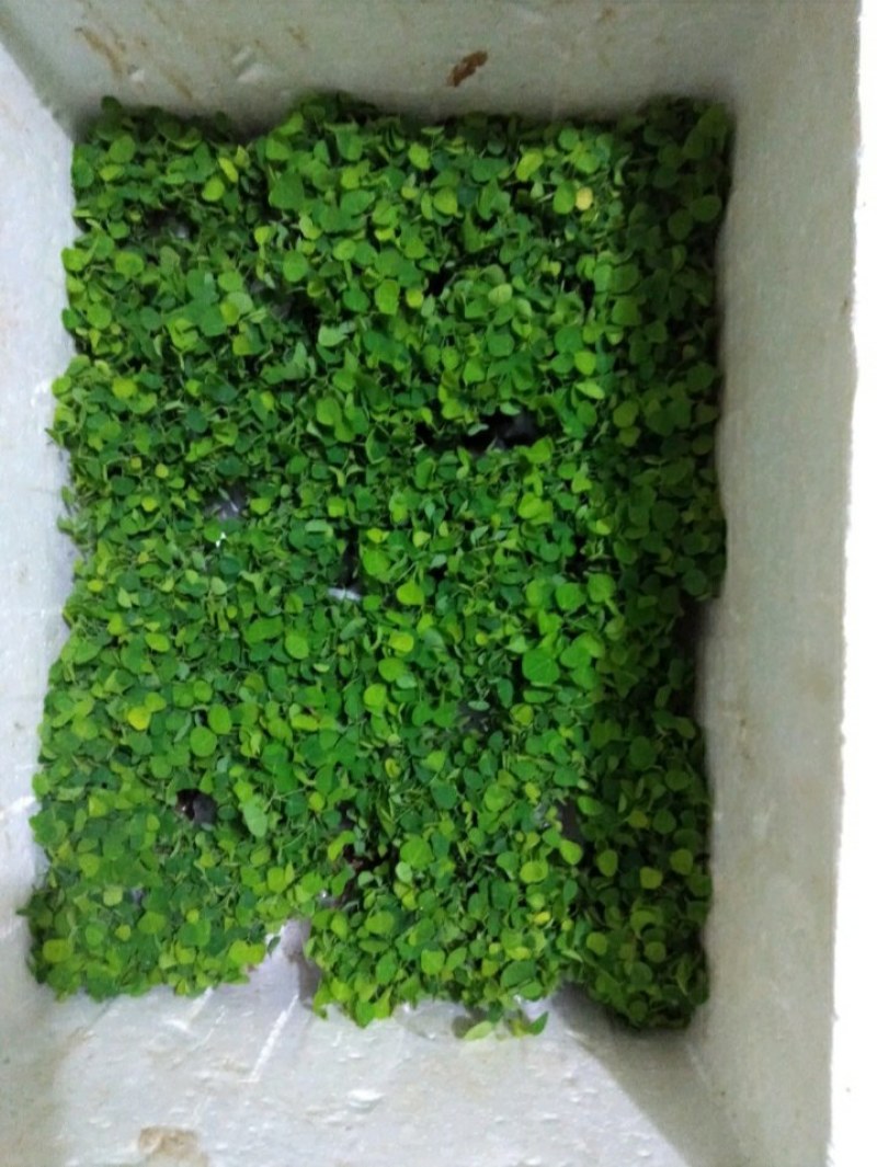 粉防己种苗，江西粉防己一年子育大苗，春播小苗