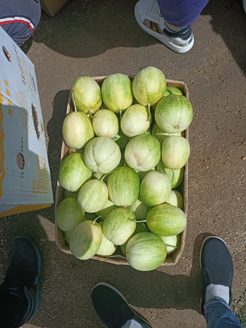 凌海市路地香瓜下来了，口感脆甜，价格便宜！