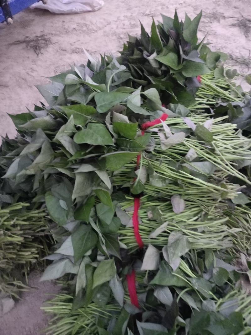供应开封脱毒原种西瓜红红薯苗，基地直供，高产便宜。