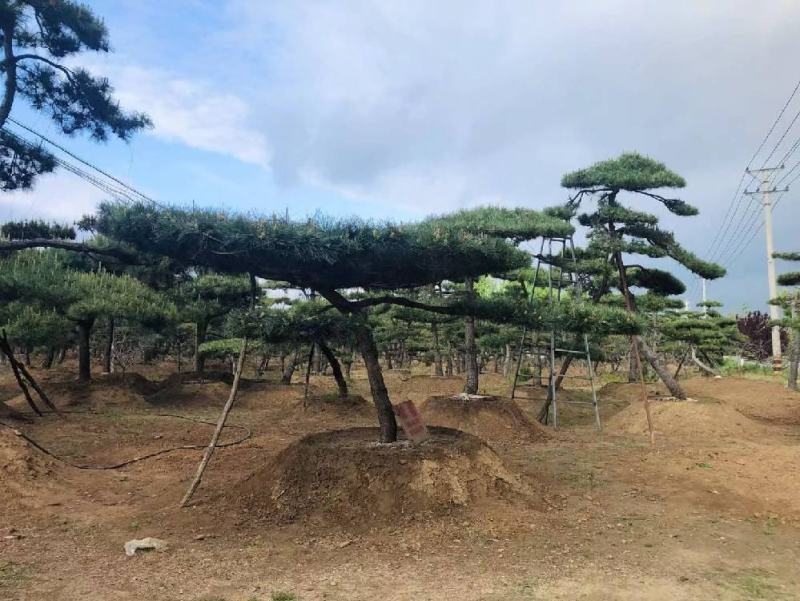 精品造型松