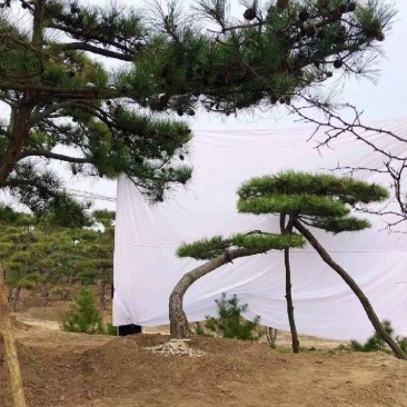 精品造型松