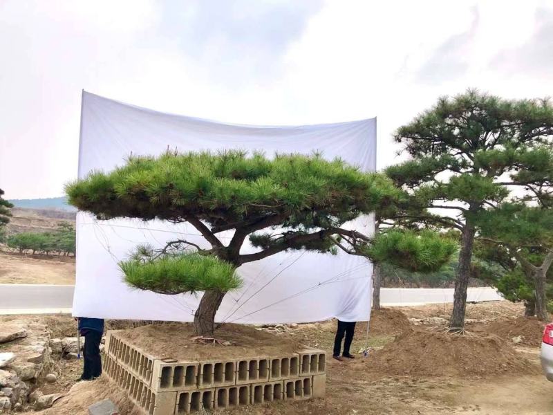 精品造型松