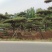 精品造型松