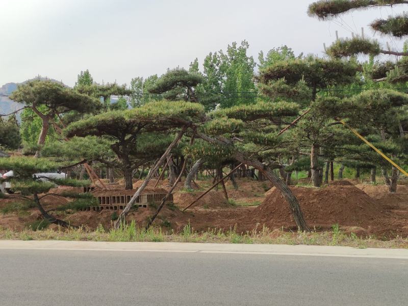 精品造型松