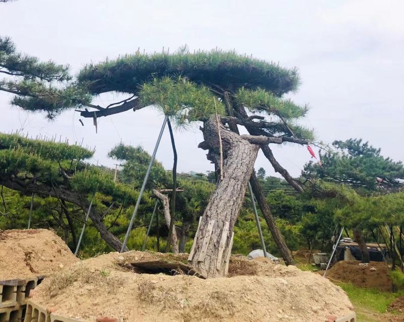 精品造型松