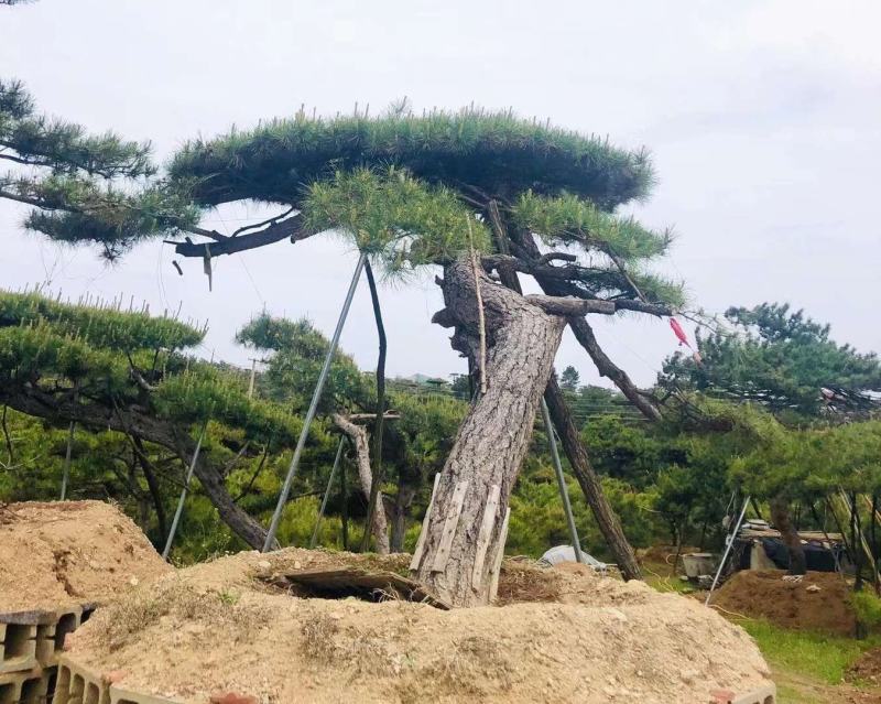精品造型松