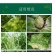 沪联亮爽33%春雷喹啉铜溃疡细菌性角斑病青枯软腐疮痂流胶