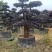 大量出售红继木造型老桩，货源充足，价格面议