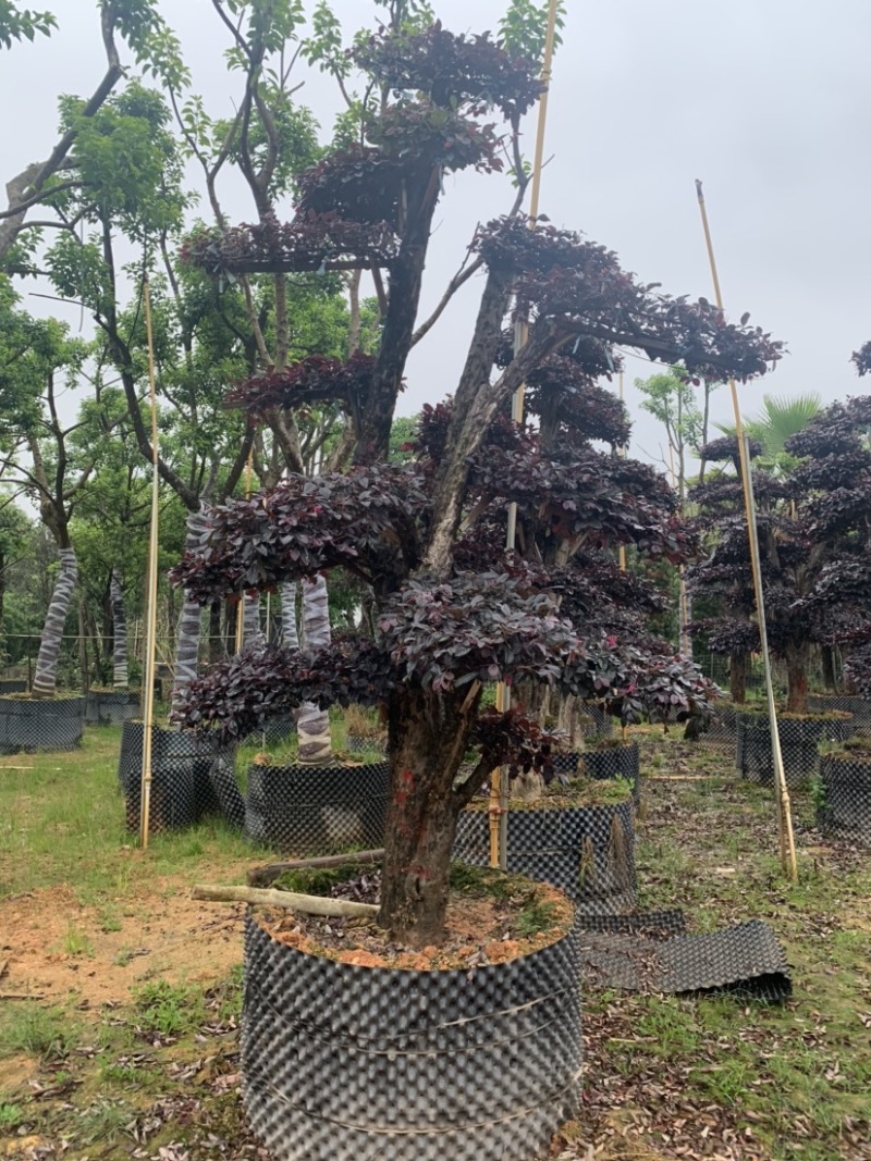 大量出售红继木造型老桩，货源充足，价格面议
