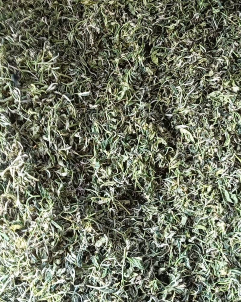 广西百色西林绿茶厂家直销恒温保存