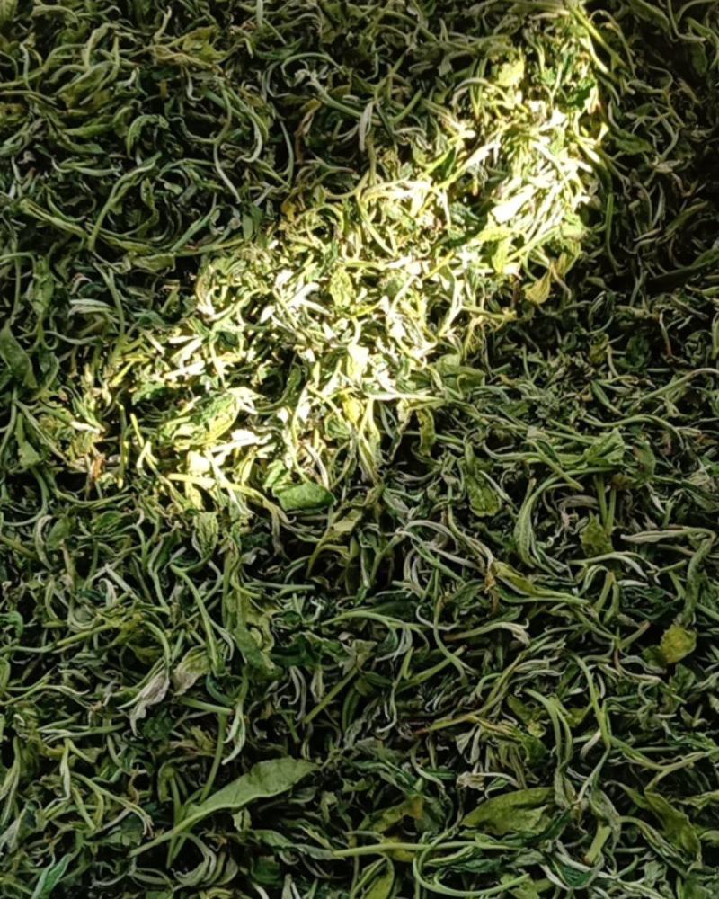 广西百色西林绿茶厂家直销恒温保存