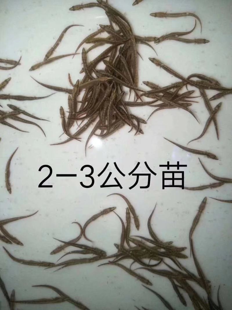 刺鳅倒鳅钢鳅刀鳅石锥淡水养殖苗场直供