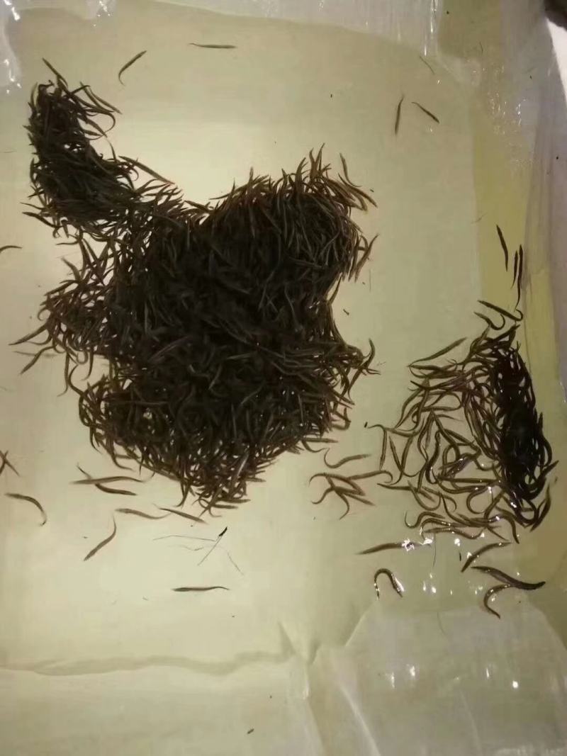 刺鳅倒鳅钢鳅刀鳅石锥淡水养殖苗场直供
