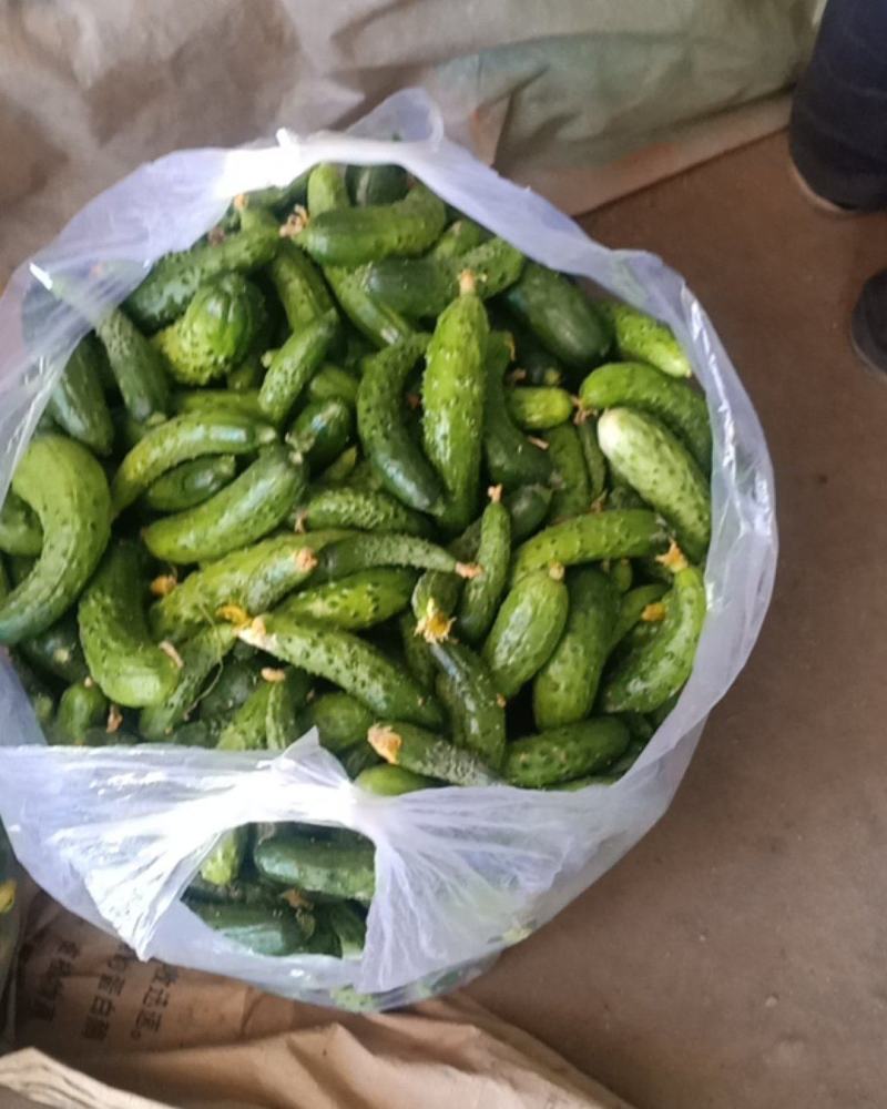 精品黄瓜头子大小都有
